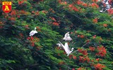 Ngắm đảo cò Hưng Yên mùa phượng vỹ